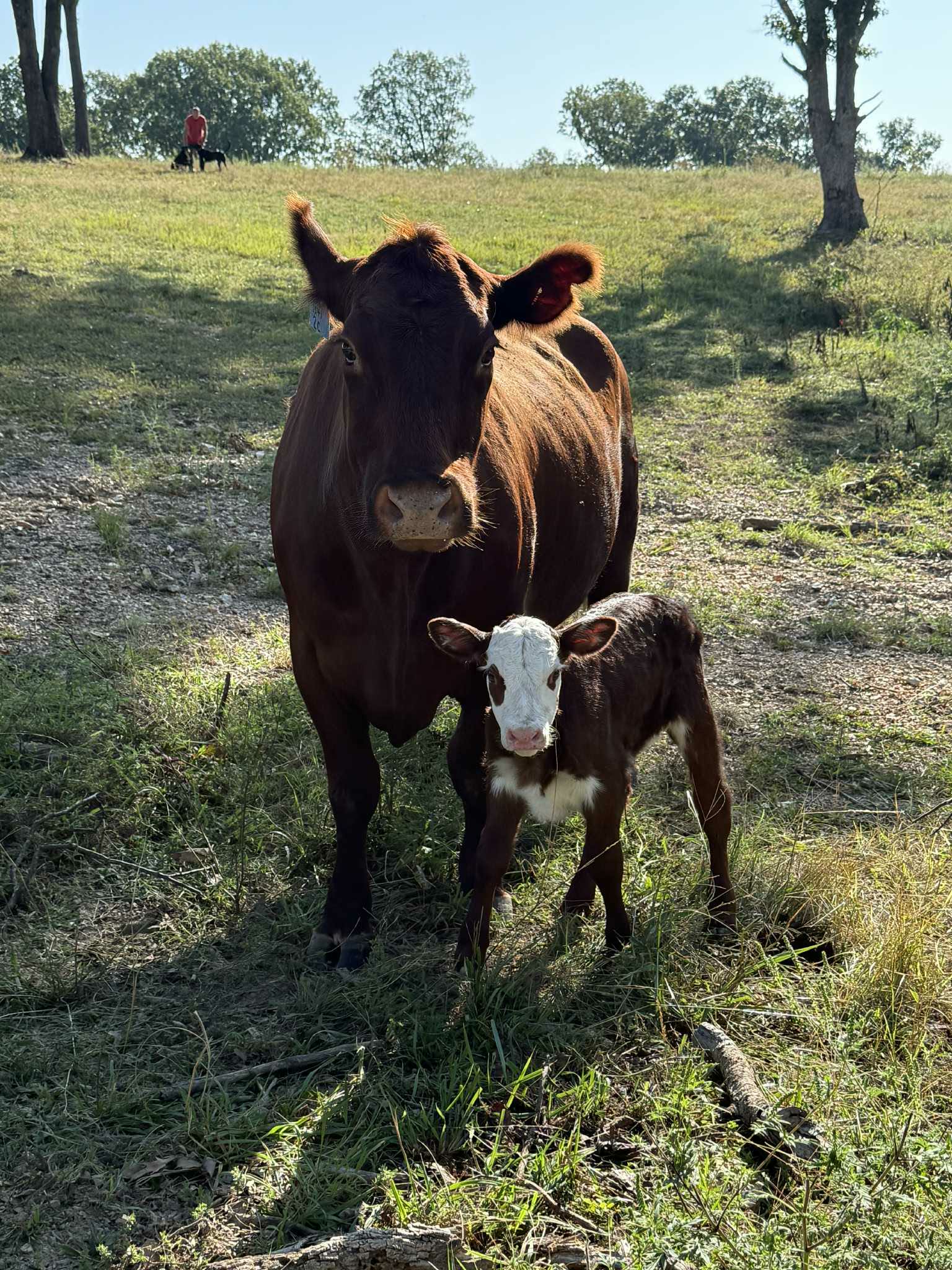 Nancy's cow standing with her newborn calf after being found